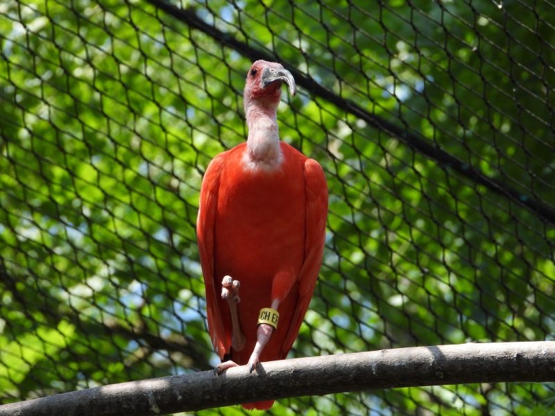Datei:Zoo Zürich 29.07.2026 01 helvetia.wiki.JPG