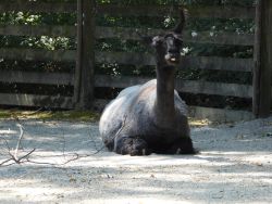 Zoo Zürich 29.07.2026 11 helvetia.wiki.JPG