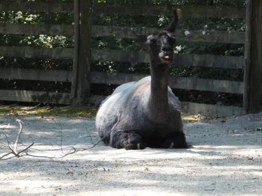 Zoo Zürich