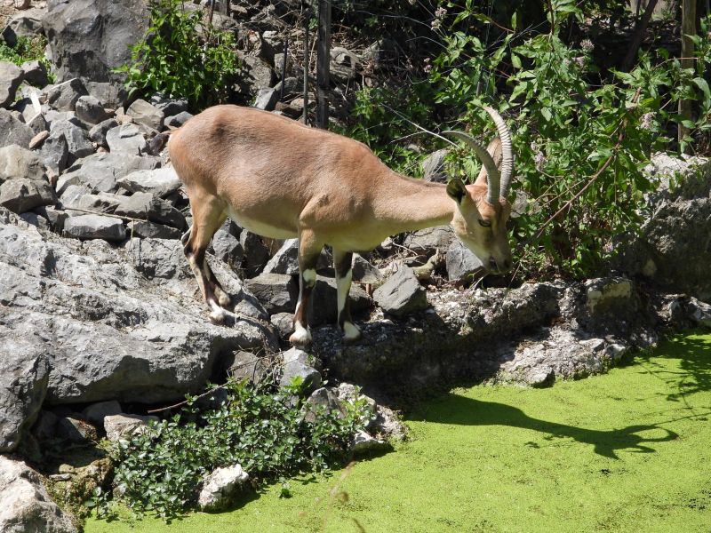 Datei:Zoo Zürich 29.07.2026 18 helvetia.wiki.JPG