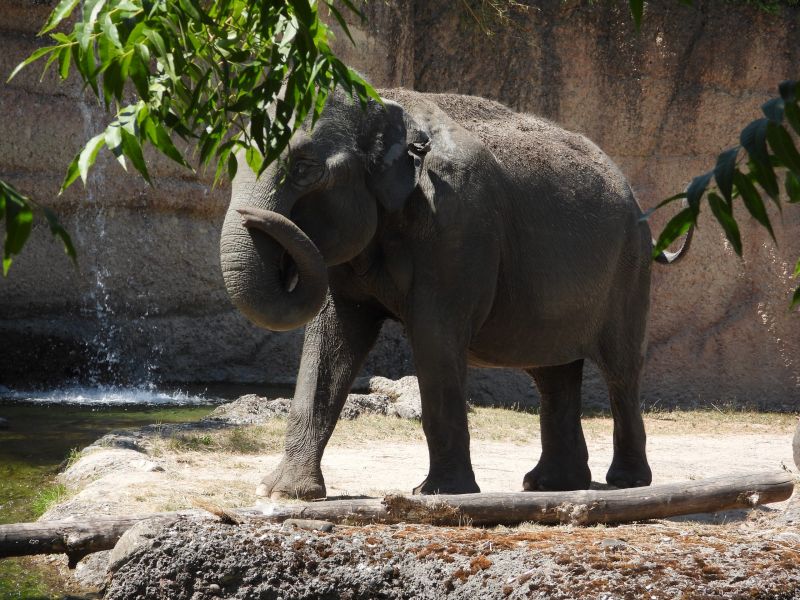 Datei:Zoo Zürich 29.07.2026 21 helvetia.wiki.JPG