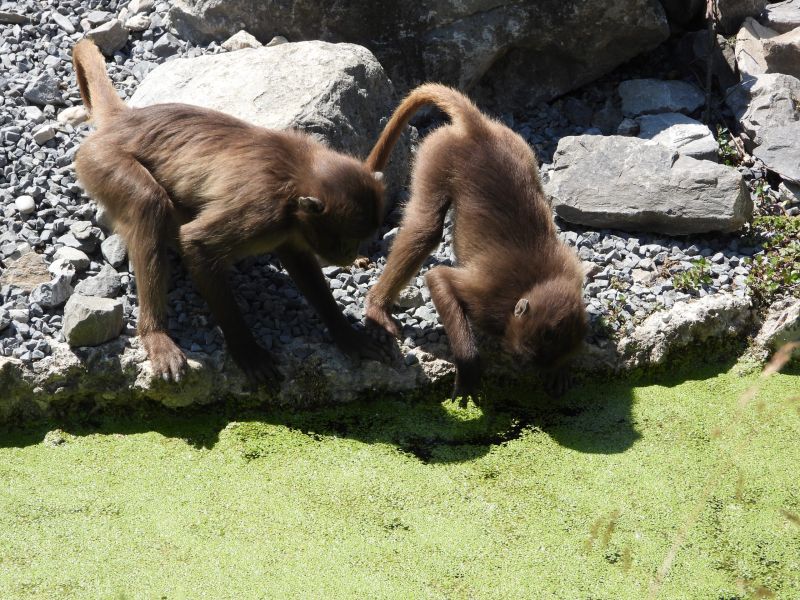 Datei:Zoo Zürich 29.07.2026 20 helvetia.wiki.JPG