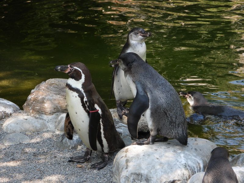 Datei:Zoo Zürich 29.07.2026 03 helvetia.wiki.JPG
