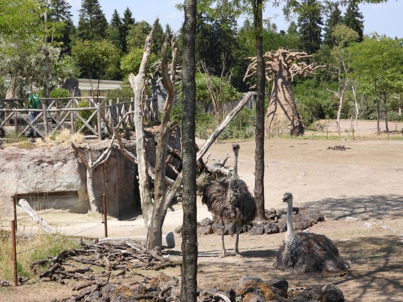 Datei:Zoo Zürich 29.07.2026 33 helvetia.wiki.JPG