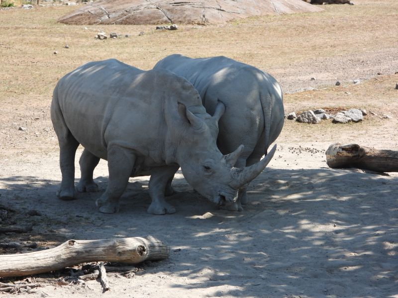 Datei:Zoo Zürich 29.07.2026 27 helvetia.wiki.JPG