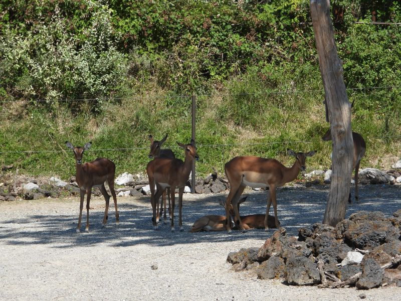Datei:Zoo Zürich 29.07.2026 23 helvetia.wiki.JPG