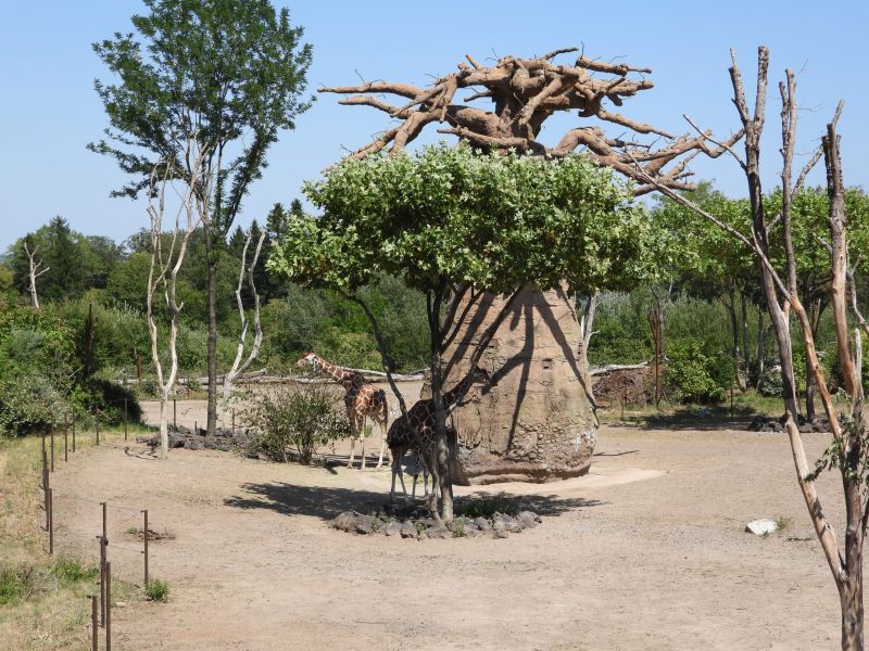 Datei:Zoo Zürich 29.07.2026 24 helvetia.wiki.JPG