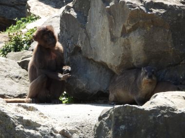 Zoo Zürich