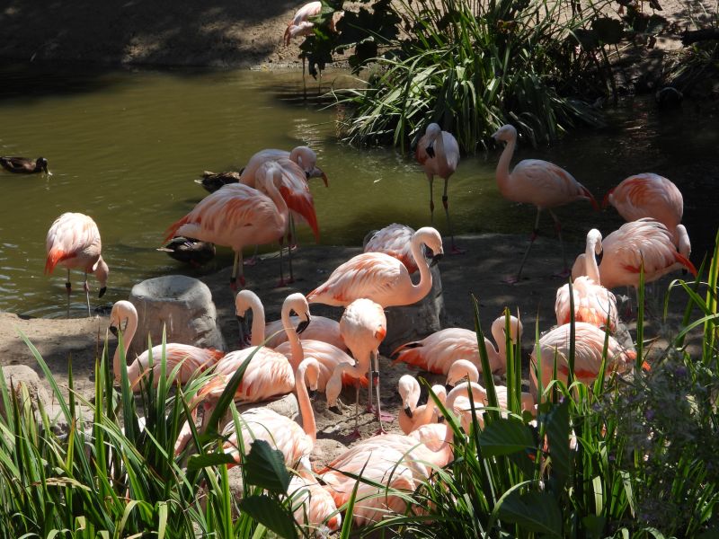Datei:Zoo Zürich 29.07.2026 04 helvetia.wiki.JPG