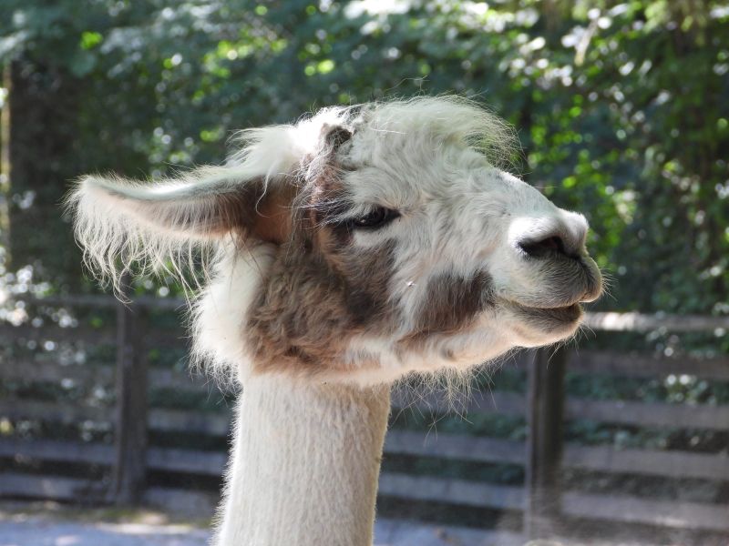 Datei:Zoo Zürich 29.07.2026 12 helvetia.wiki.JPG