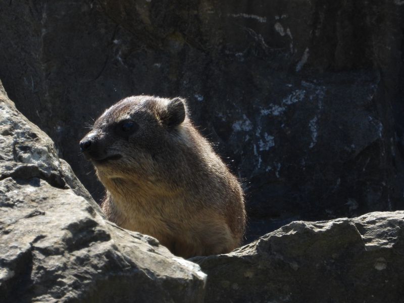 Datei:Zoo Zürich 29.07.2026 17 helvetia.wiki.JPG