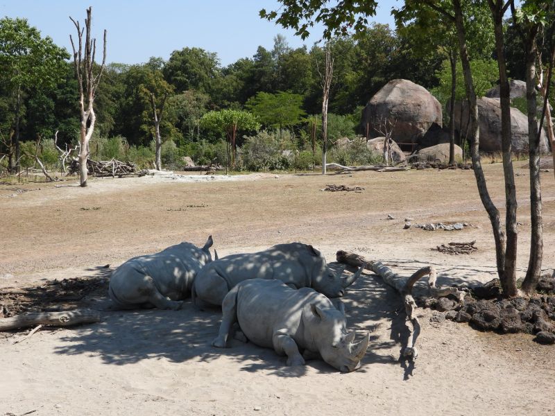 Datei:Zoo Zürich 29.07.2026 29 helvetia.wiki.JPG