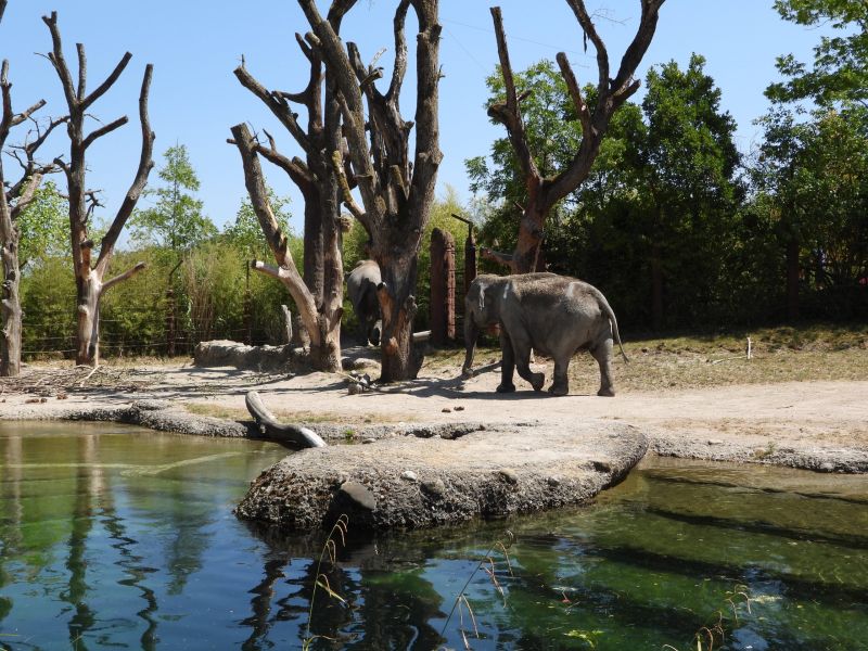 Datei:Zoo Zürich 29.07.2026 22 helvetia.wiki.JPG