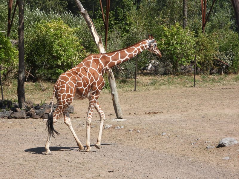 Datei:Zoo Zürich 29.07.2026 25 helvetia.wiki.JPG