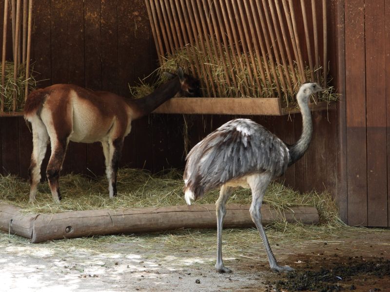 Datei:Zoo Zürich 29.07.2026 14 helvetia.wiki.JPG